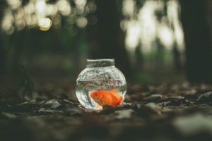 Knowledge retention methods_Goldfish
